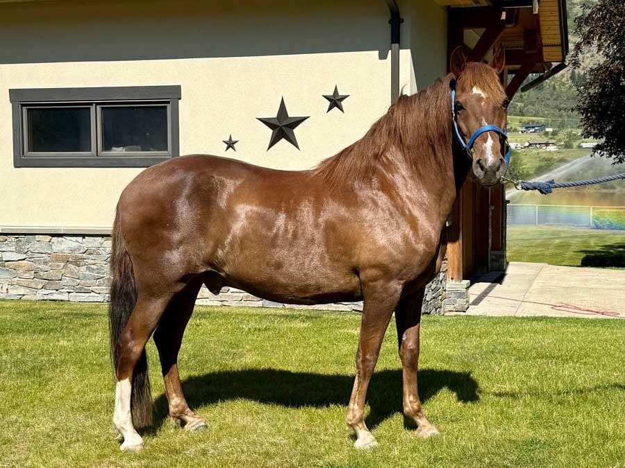 RSTD Benedicto for sale at Ringstead Ranch, Peruvian Paso