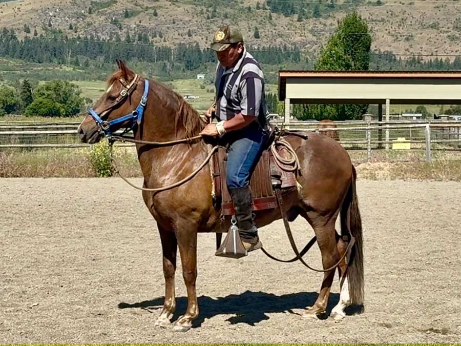 RSTD Benedicto at Ringstead Ranch in BC Canada