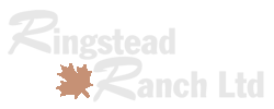 Ringstead Ranch | Peruvian Horse Breeders